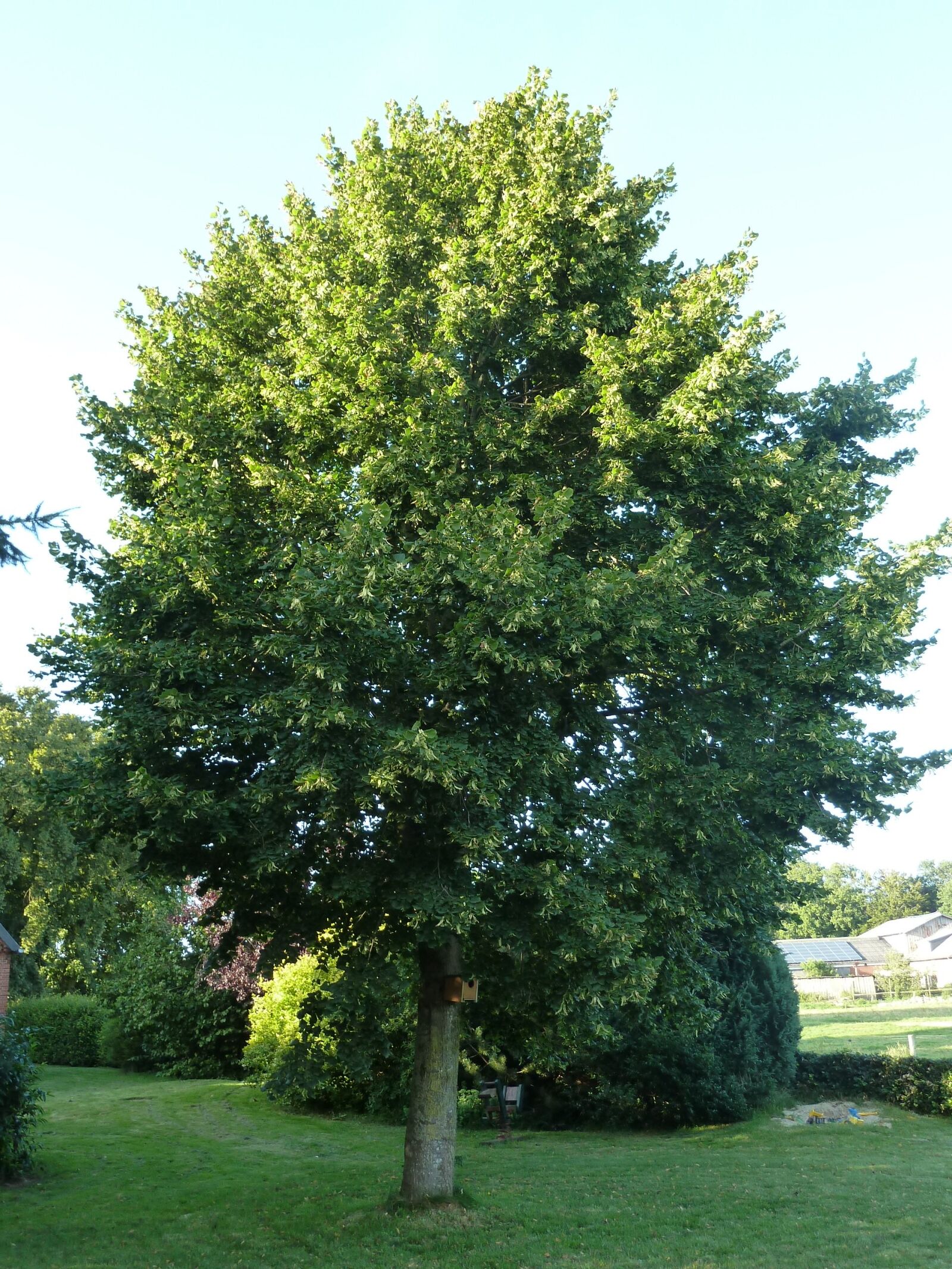 Panasonic Lumix DMC-ZS5 (Lumix DMC-TZ8) sample photo. Linde, tree, garden photography
