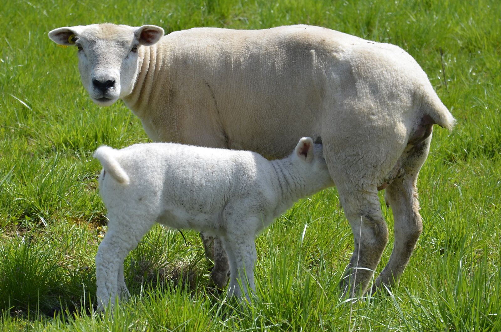 Nikon D5100 sample photo. Sheep, lamb, breastfeeding photography