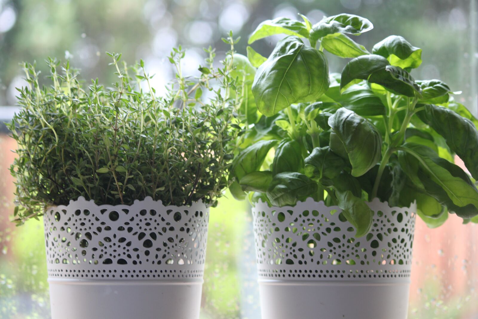 Canon EOS 500D (EOS Rebel T1i / EOS Kiss X3) sample photo. Herbs, thyme, basil photography