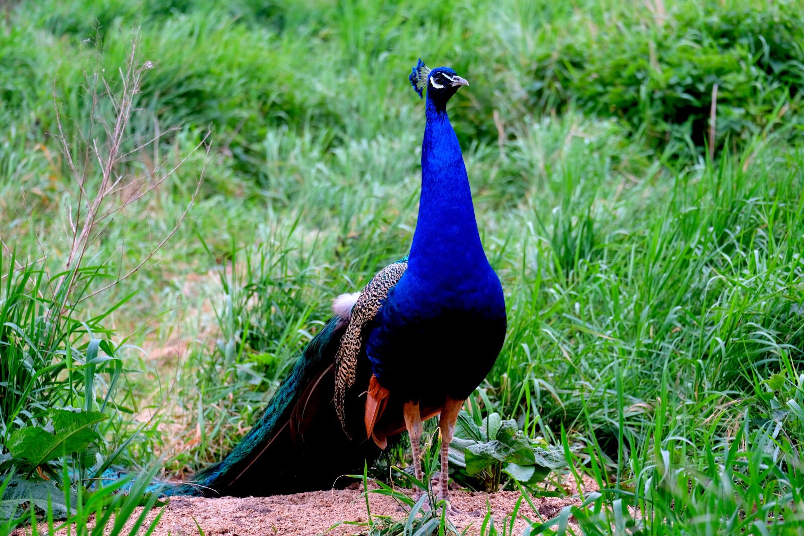 Fujifilm X-T20 sample photo. Peacock, bird, pride photography