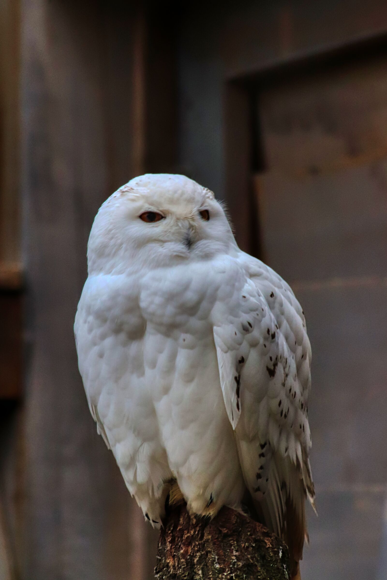 Canon EF75-300mm f/4-5.6 sample photo. Snowy owl, owl, white photography