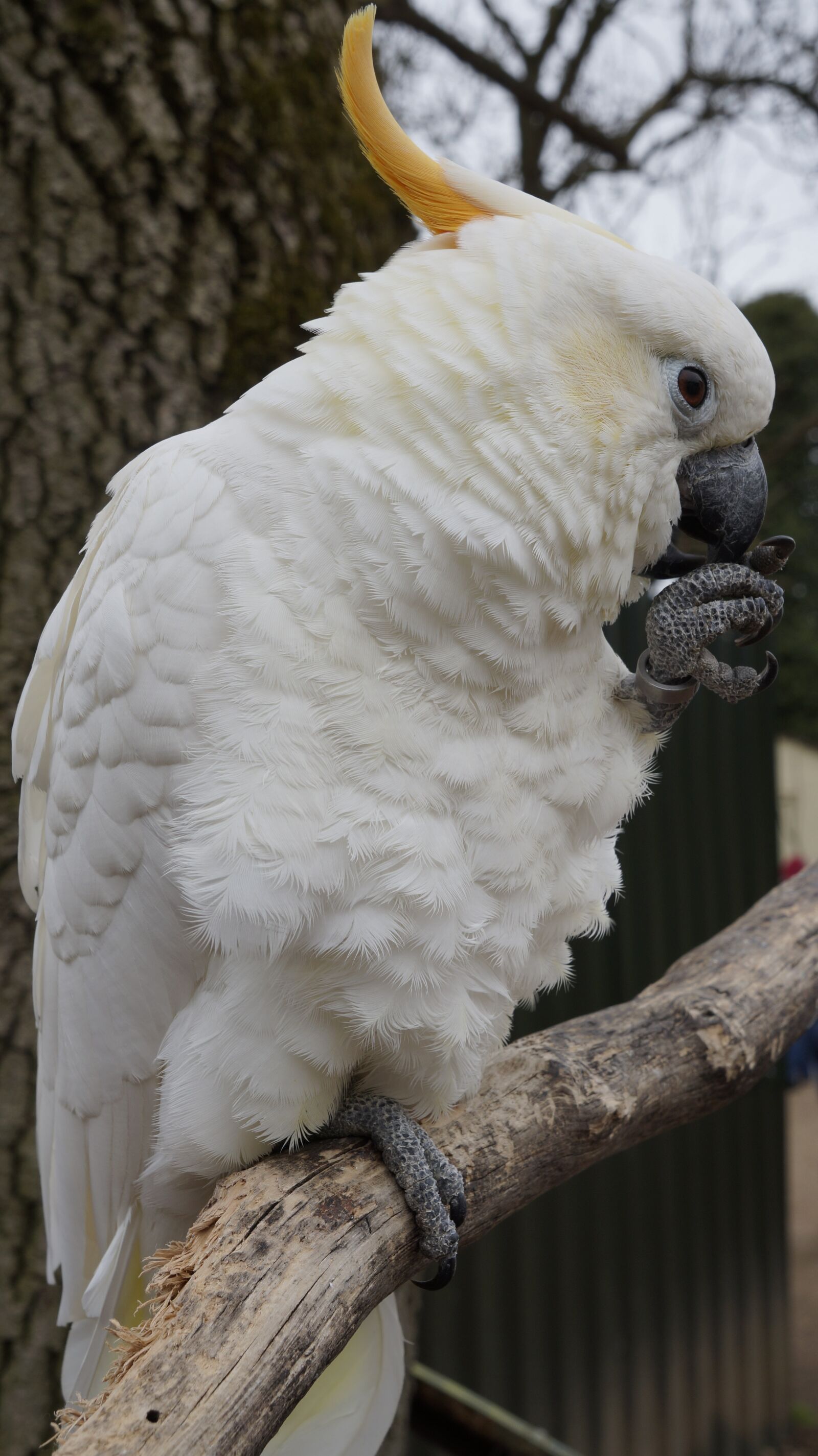Sony Alpha a3000 + Sony E 18-55mm F3.5-5.6 OSS sample photo. Parrot, bird, animal photography