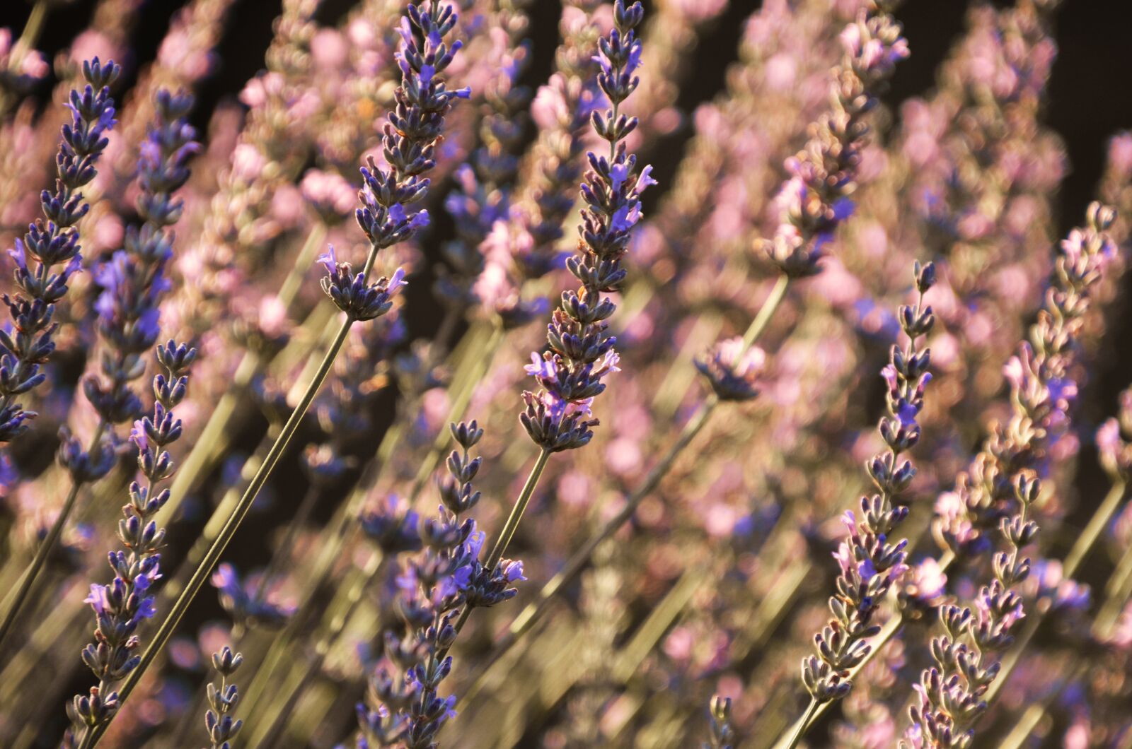 Nikon D7000 sample photo. Lavender, english lavender, flower photography