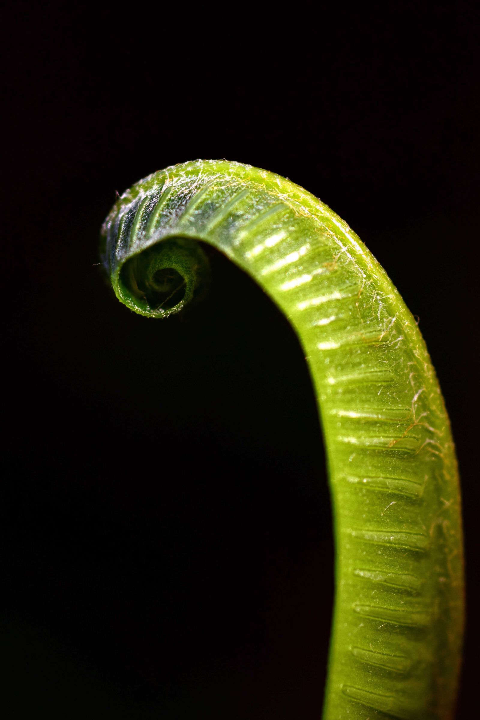 Nikon D3300 sample photo. Flora, detail, nature, green photography