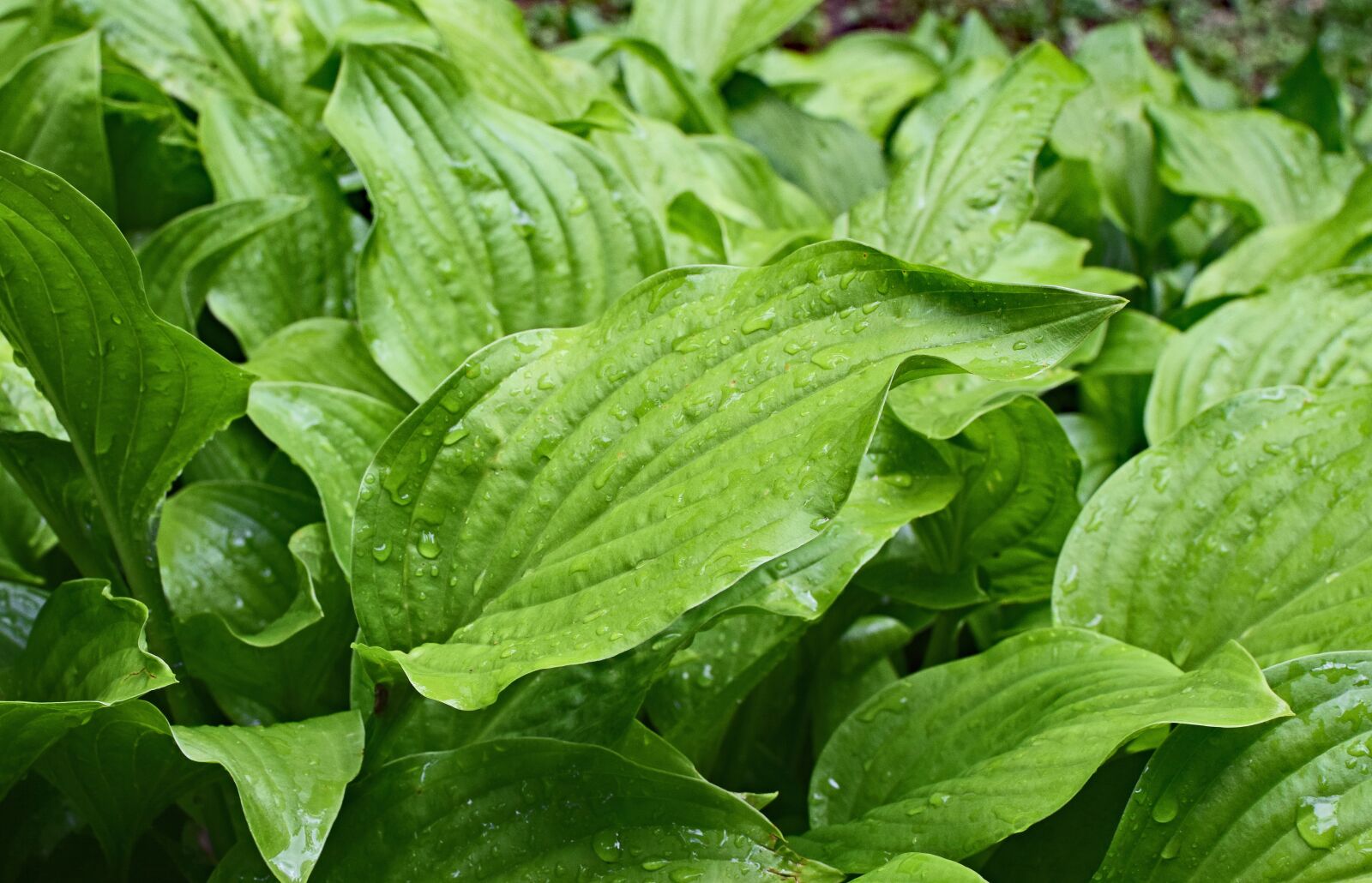 Nikon D3300 sample photo. Rain-wet plantain lily leaves photography