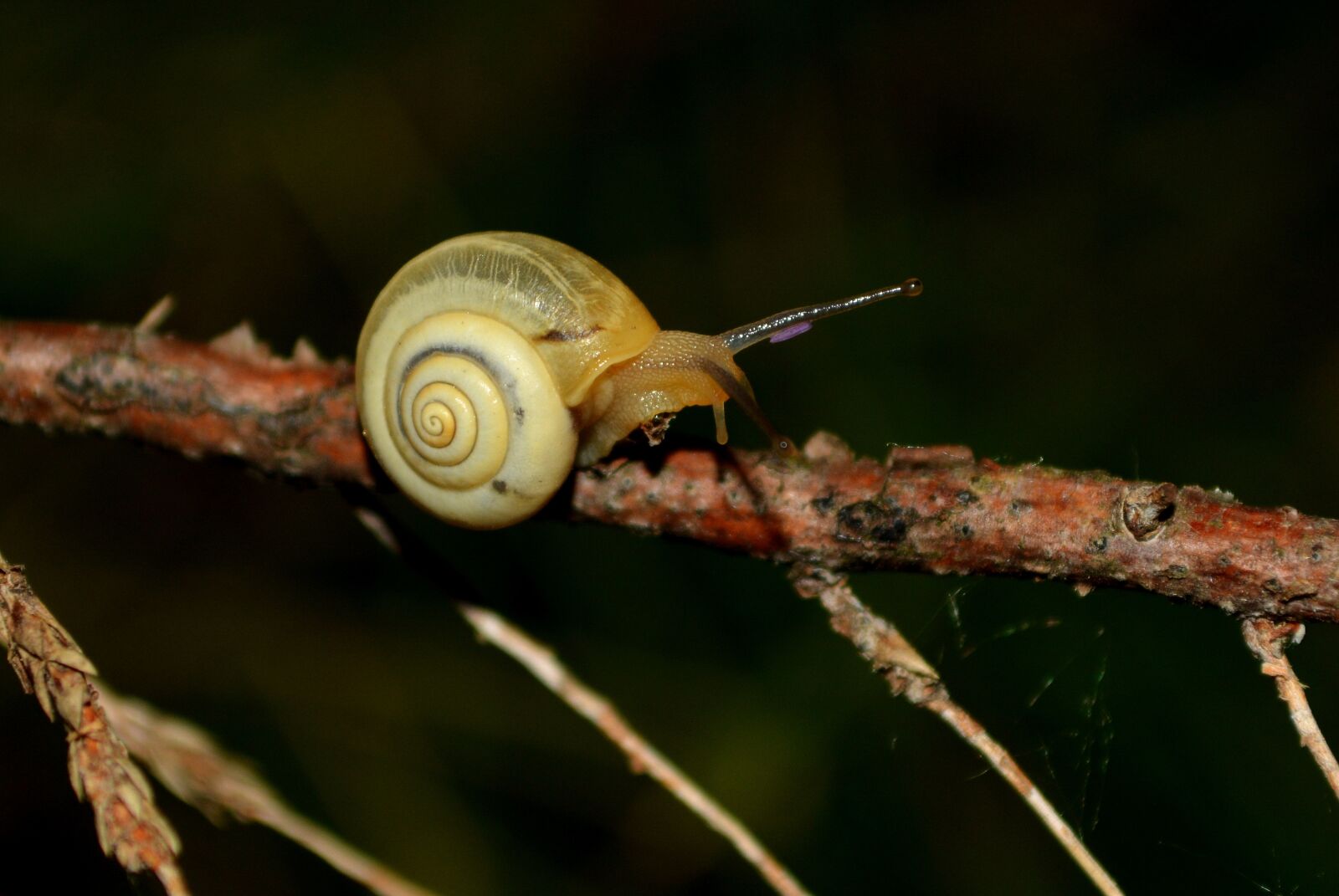Nikon D5200 sample photo. Snail, night, casey photography