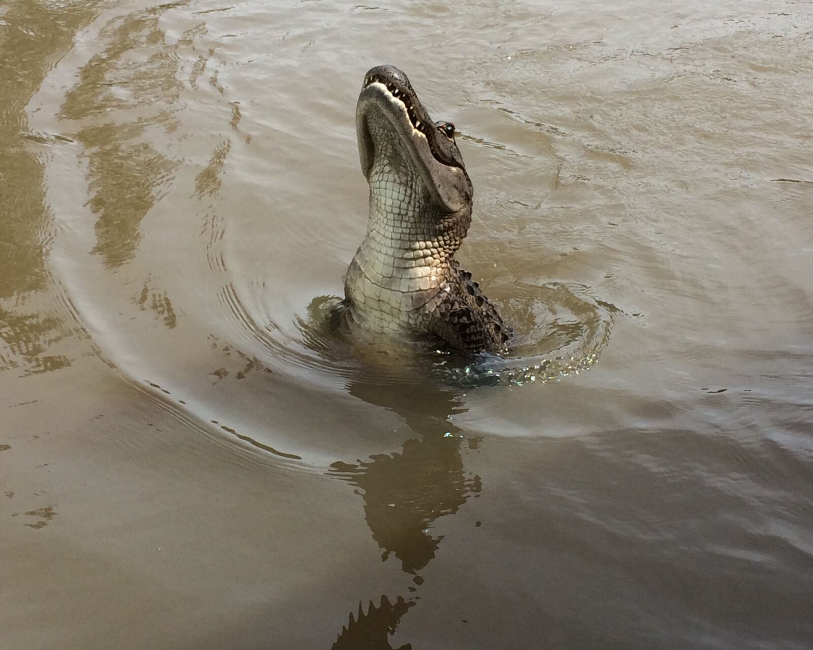 Apple iPhone 5s sample photo. Gator, swamp, alligator photography