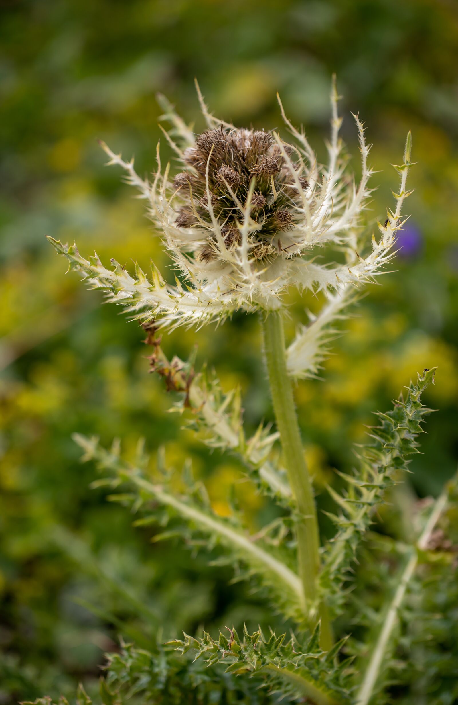 Canon EOS 6D Mark II sample photo. Thistle, thorny, flower photography