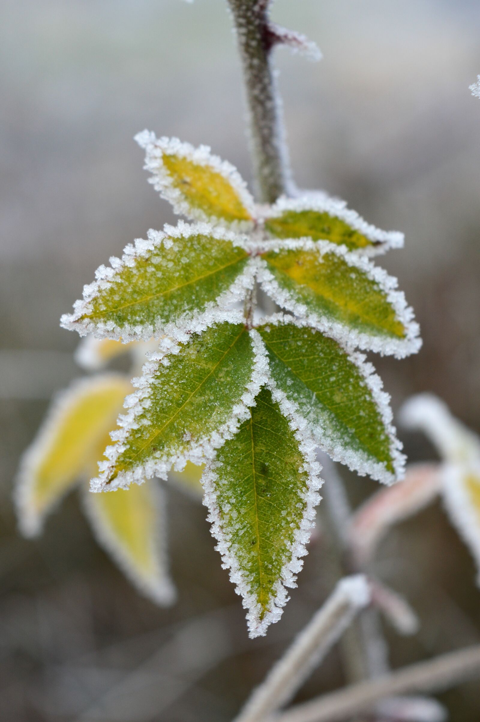 Nikon D3200 sample photo. Frost, ripe, cold photography