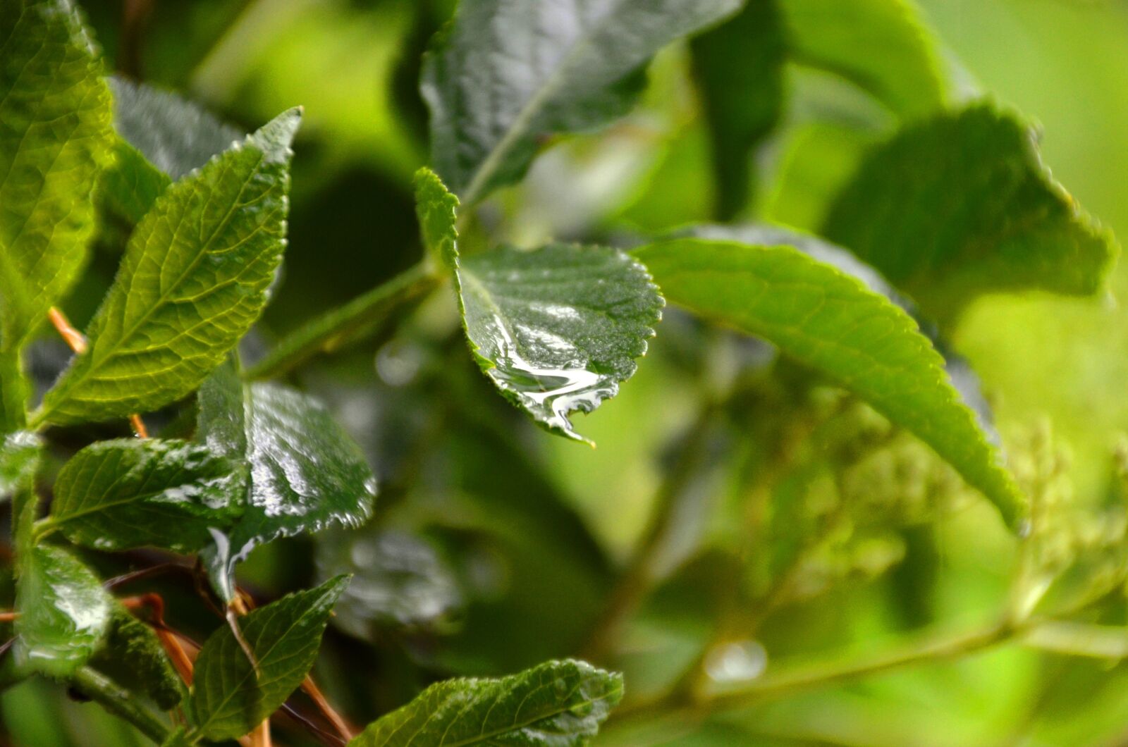 Nikon D5100 sample photo. Leaf, water, drip photography