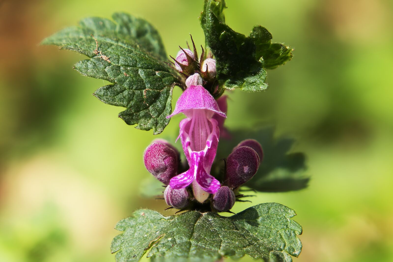 Canon EF 24-105mm F3.5-5.6 IS STM sample photo. Nature, plant, garden photography