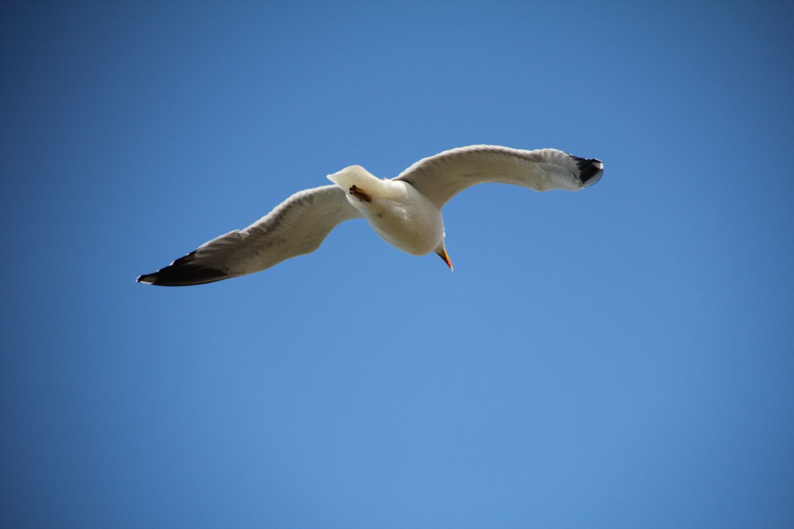 Canon EOS 550D (EOS Rebel T2i / EOS Kiss X4) sample photo. Sky, seagull, bird photography