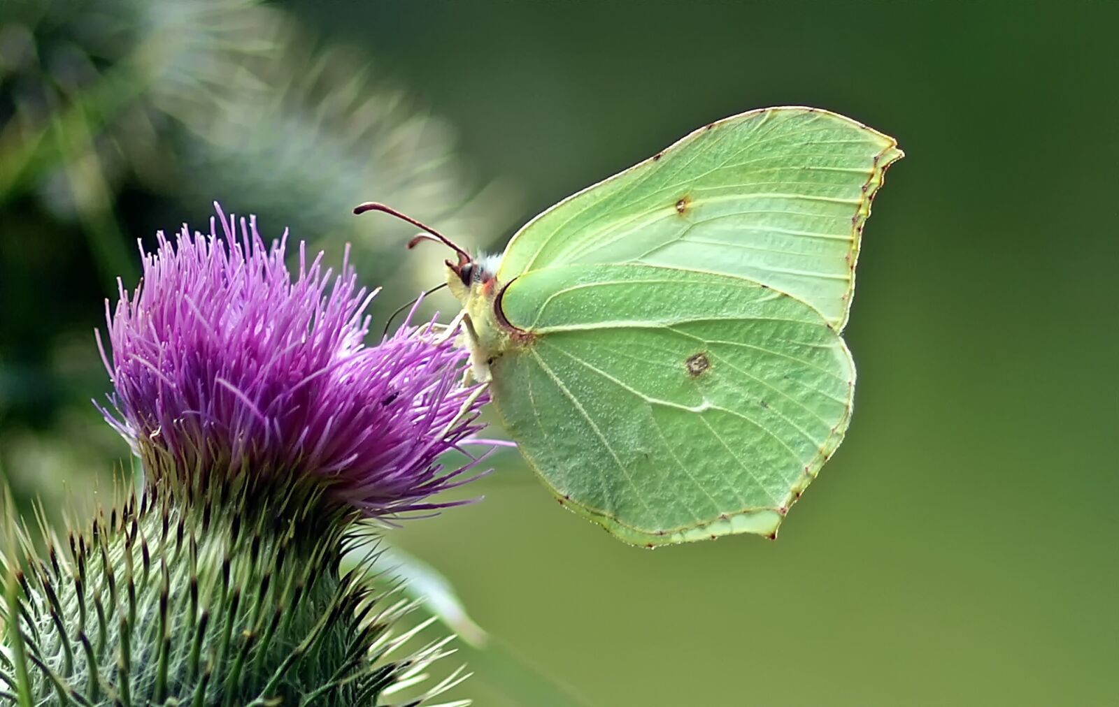 Olympus E-30 sample photo. Gonepteryx rhamni, butterfly, butterflies photography