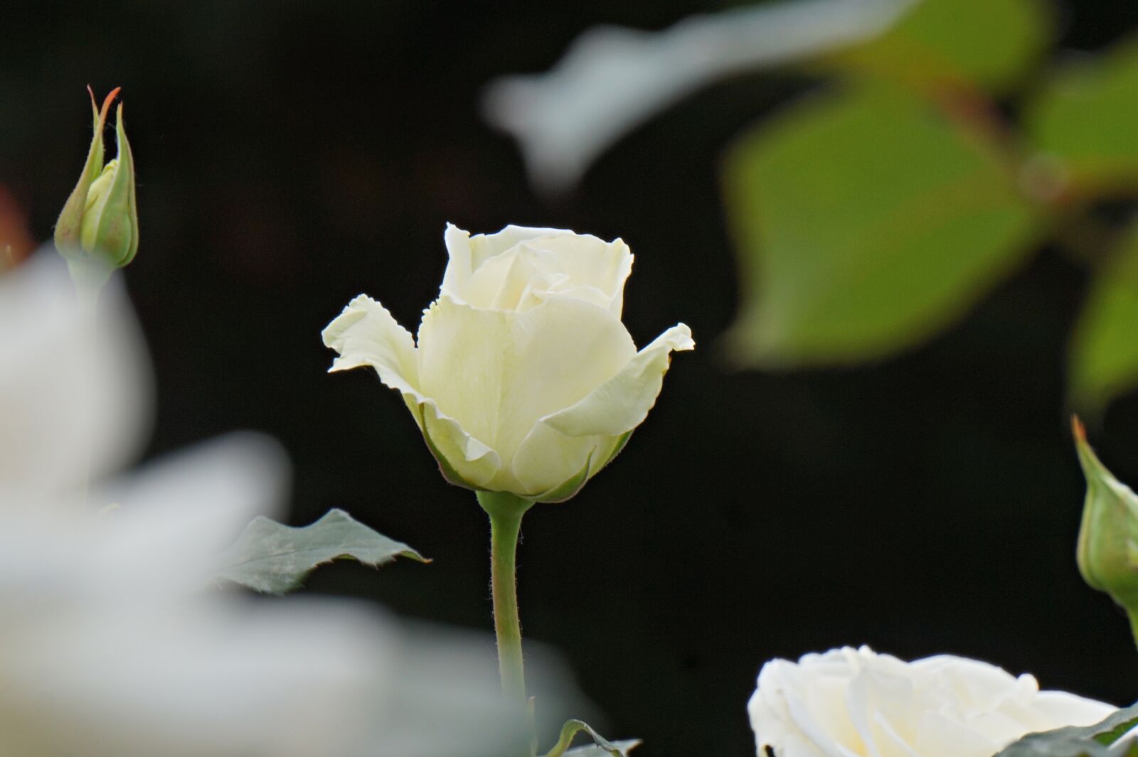 Sony Alpha a5000 (ILCE 5000) sample photo. Rose, white rose, park photography