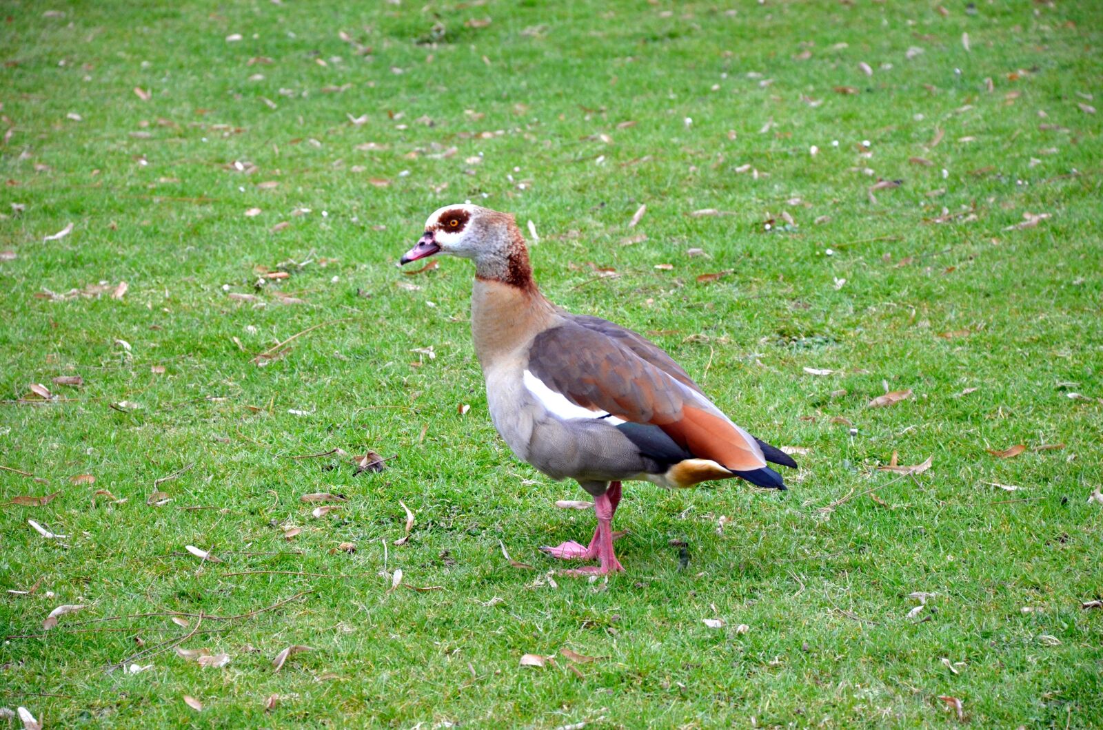Nikon D5100 sample photo. Grass, nature, bird photography