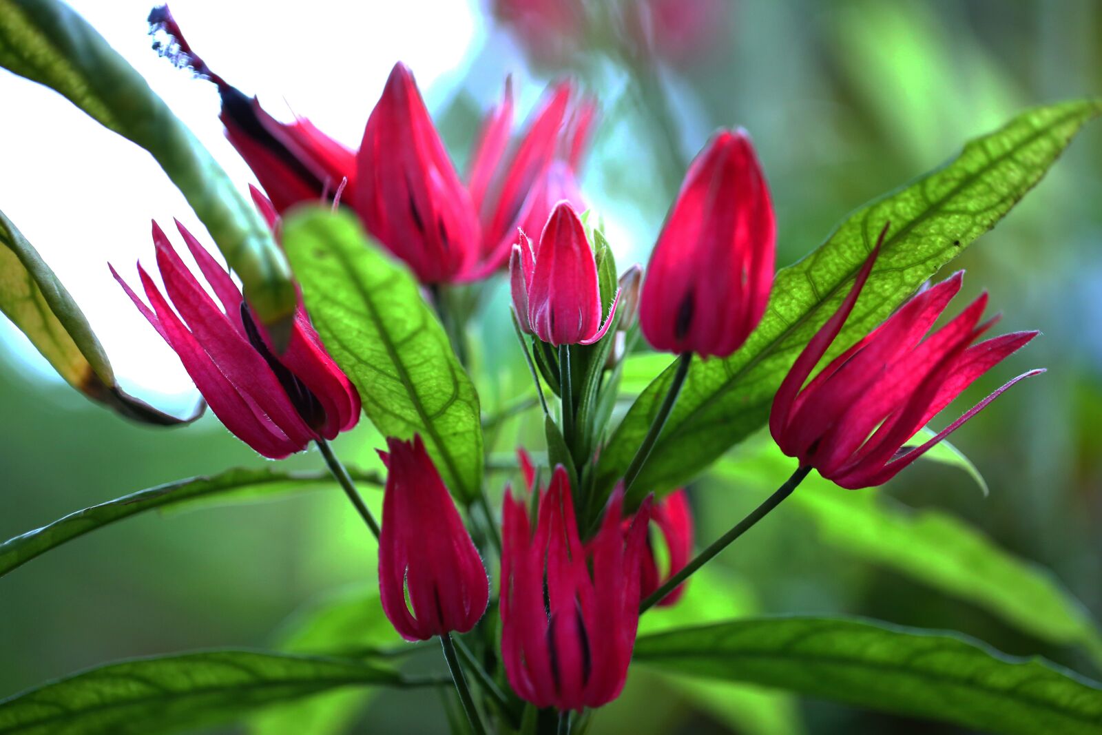 Canon EF 100mm F2.8L Macro IS USM sample photo. Flowers, a flower garden photography