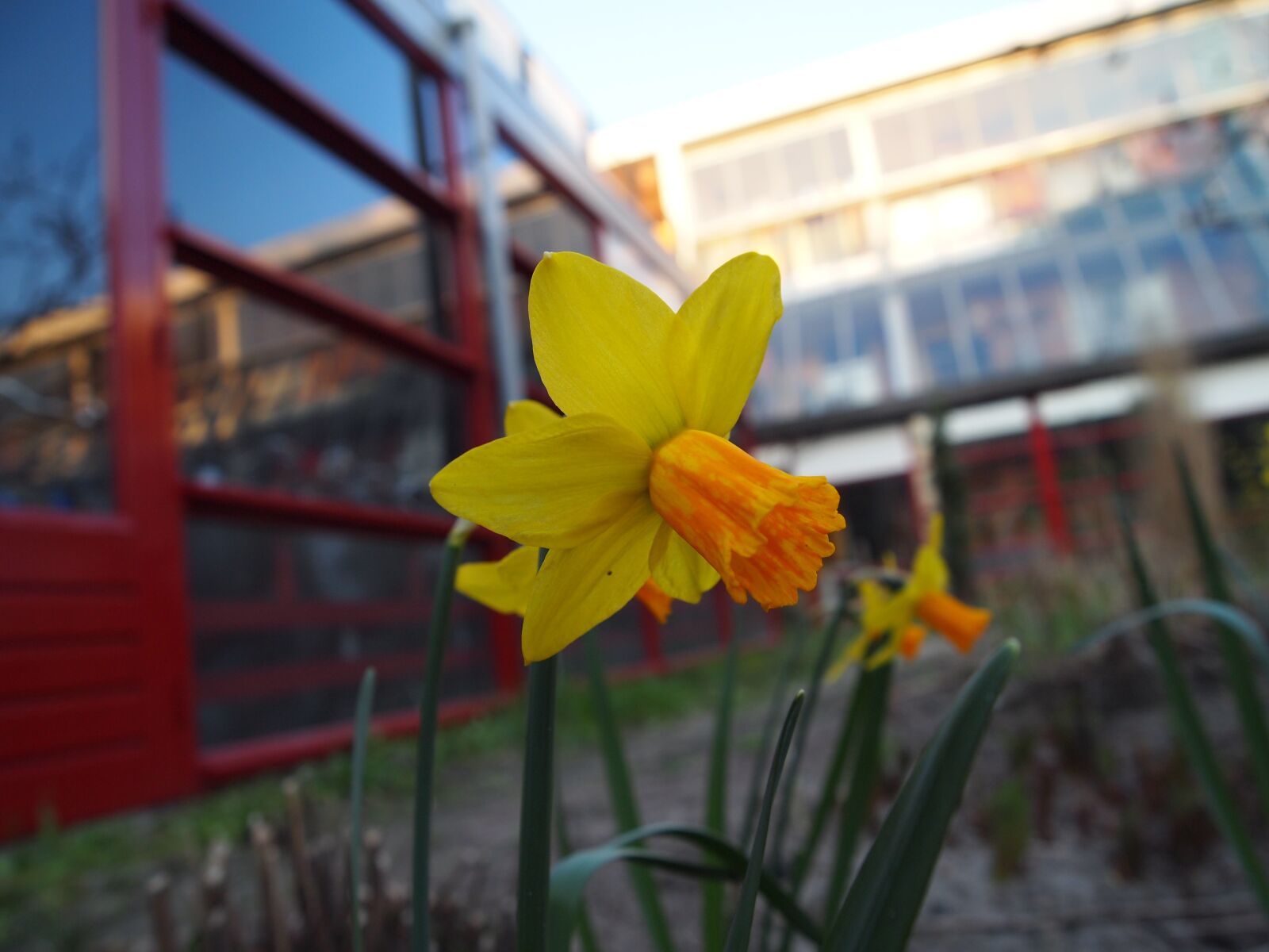 Olympus PEN E-PL1 sample photo. Flowers, yellow, orange photography