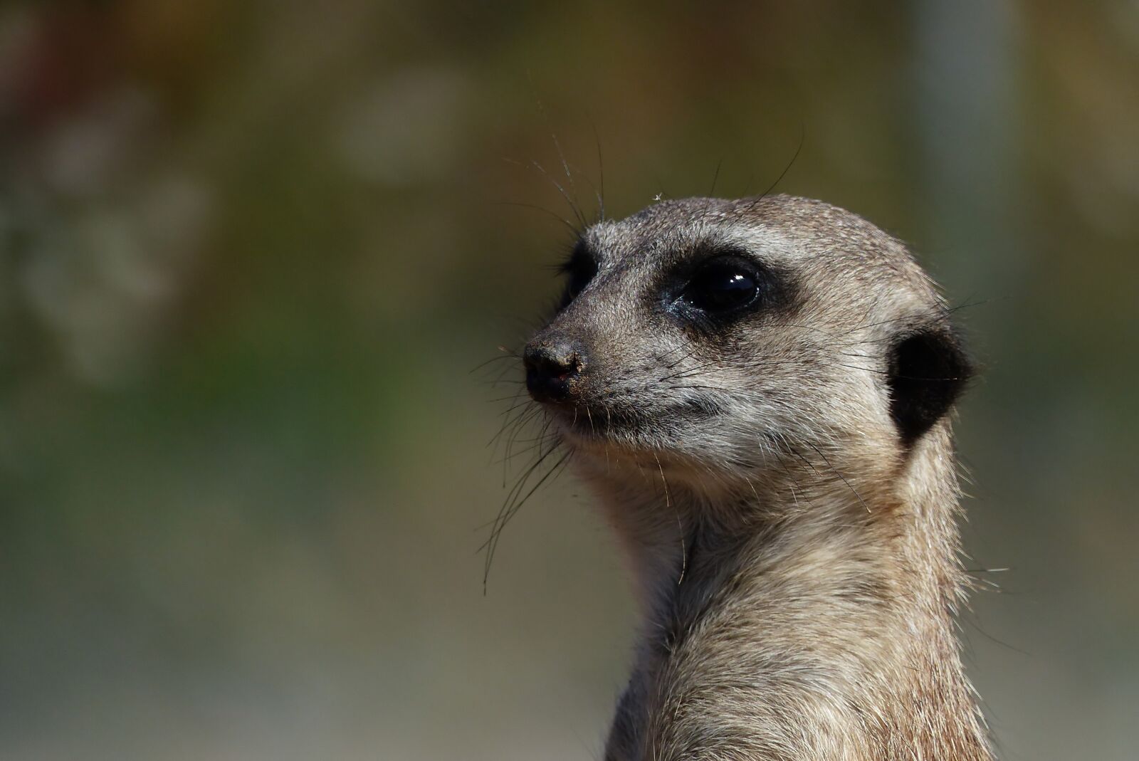 Panasonic Lumix DMC-FZ200 sample photo. Meerkat, animal, zoo photography