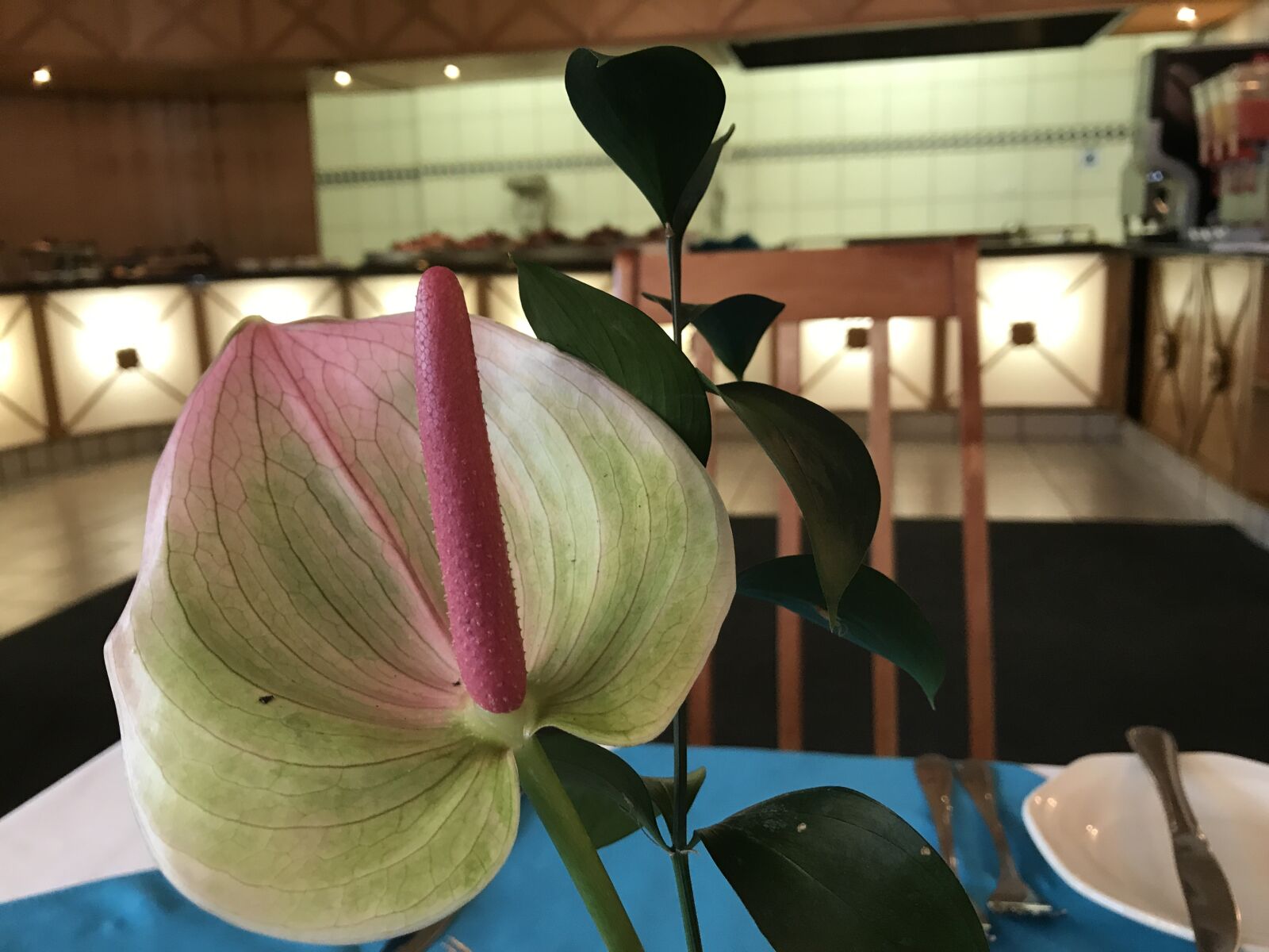 Apple iPhone 7 sample photo. Flower, decorate, floral photography