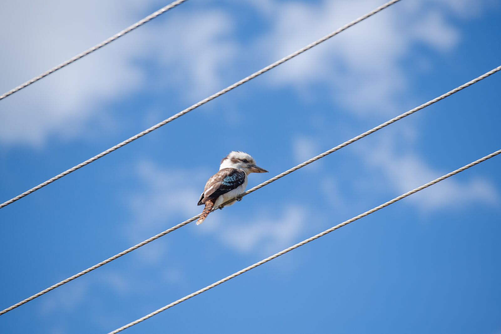 Nikon D850 sample photo. Laughing kookaburra, kingfisher, bird photography