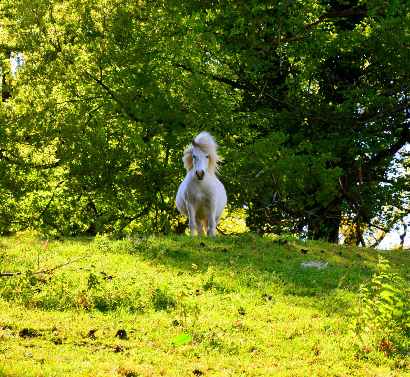 Nikon D3200 sample photo. Animal, pony, dwarf horse photography