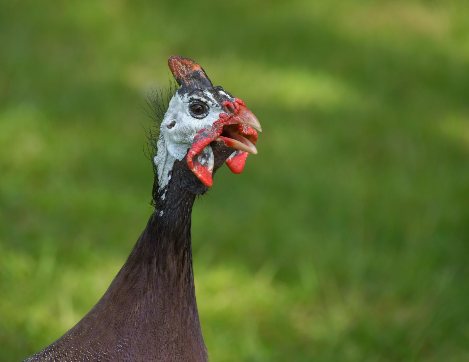 Nikon D500 sample photo. Guinea fowl with helmet photography