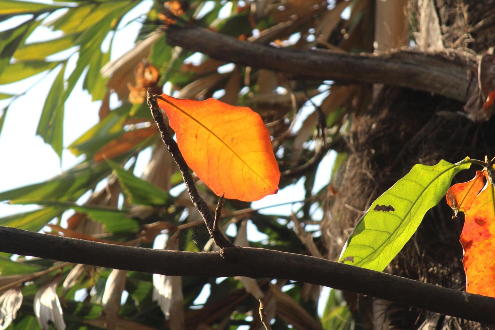 Canon EOS 600D (Rebel EOS T3i / EOS Kiss X5) sample photo. Branch, tree, leaf, herb photography