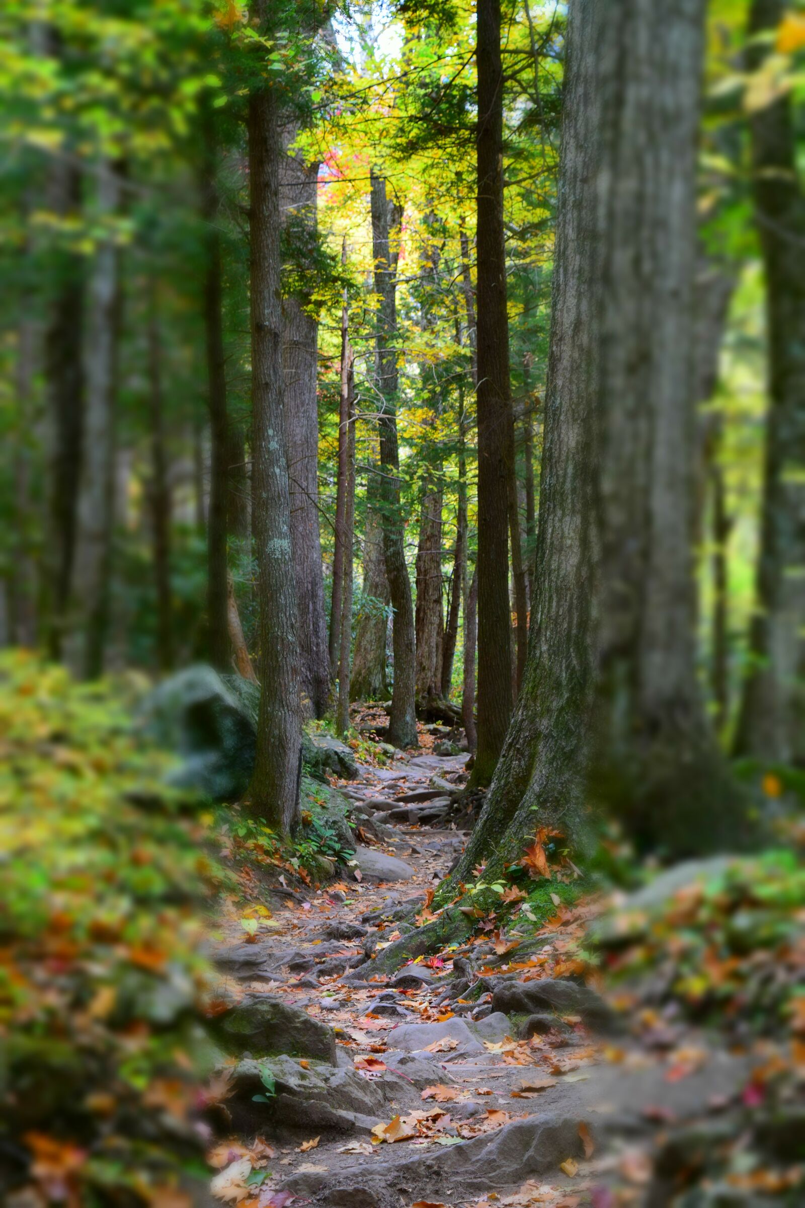 Nikon D5300 sample photo. Smokey mountains, hiking, fall photography
