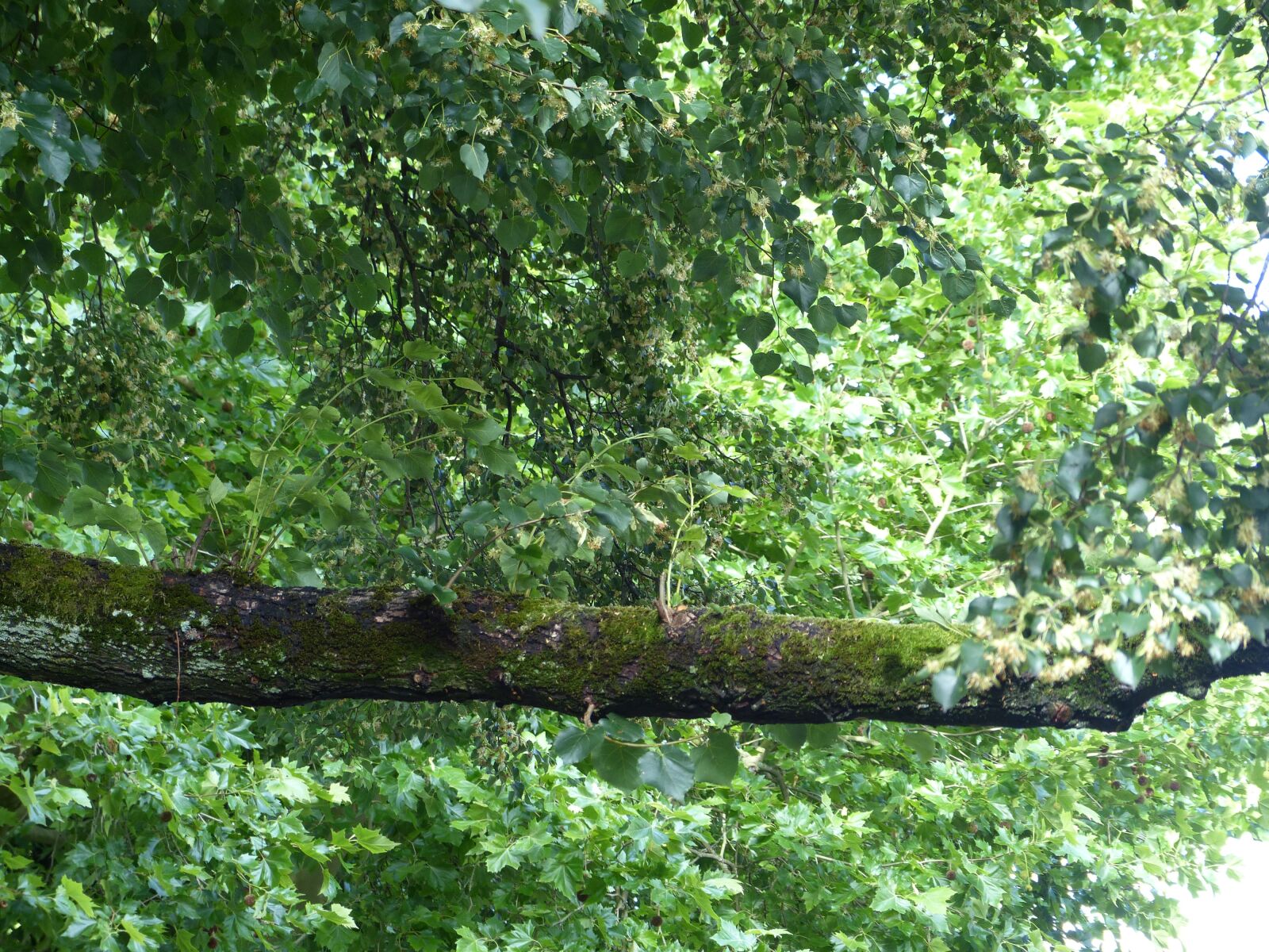 Panasonic Lumix DMC-FZ200 sample photo. Bridge, tree, green photography