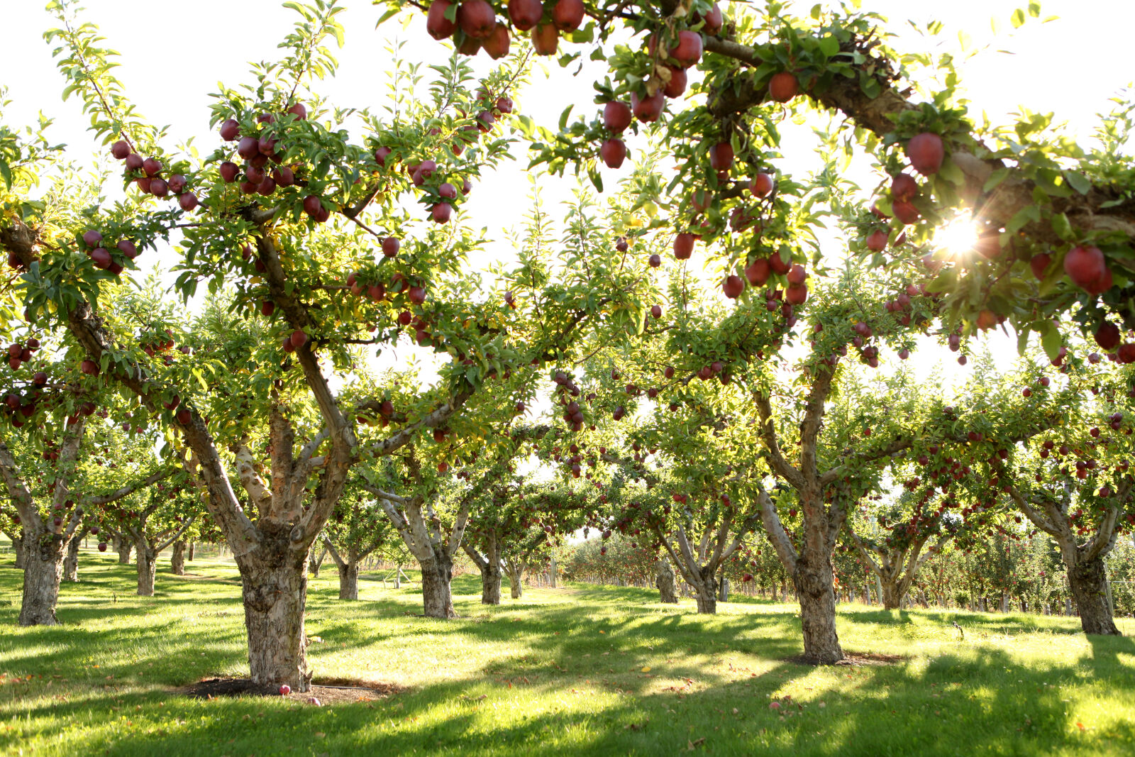 Canon EOS 5D Mark II sample photo. Apples, autumn, farming, field photography