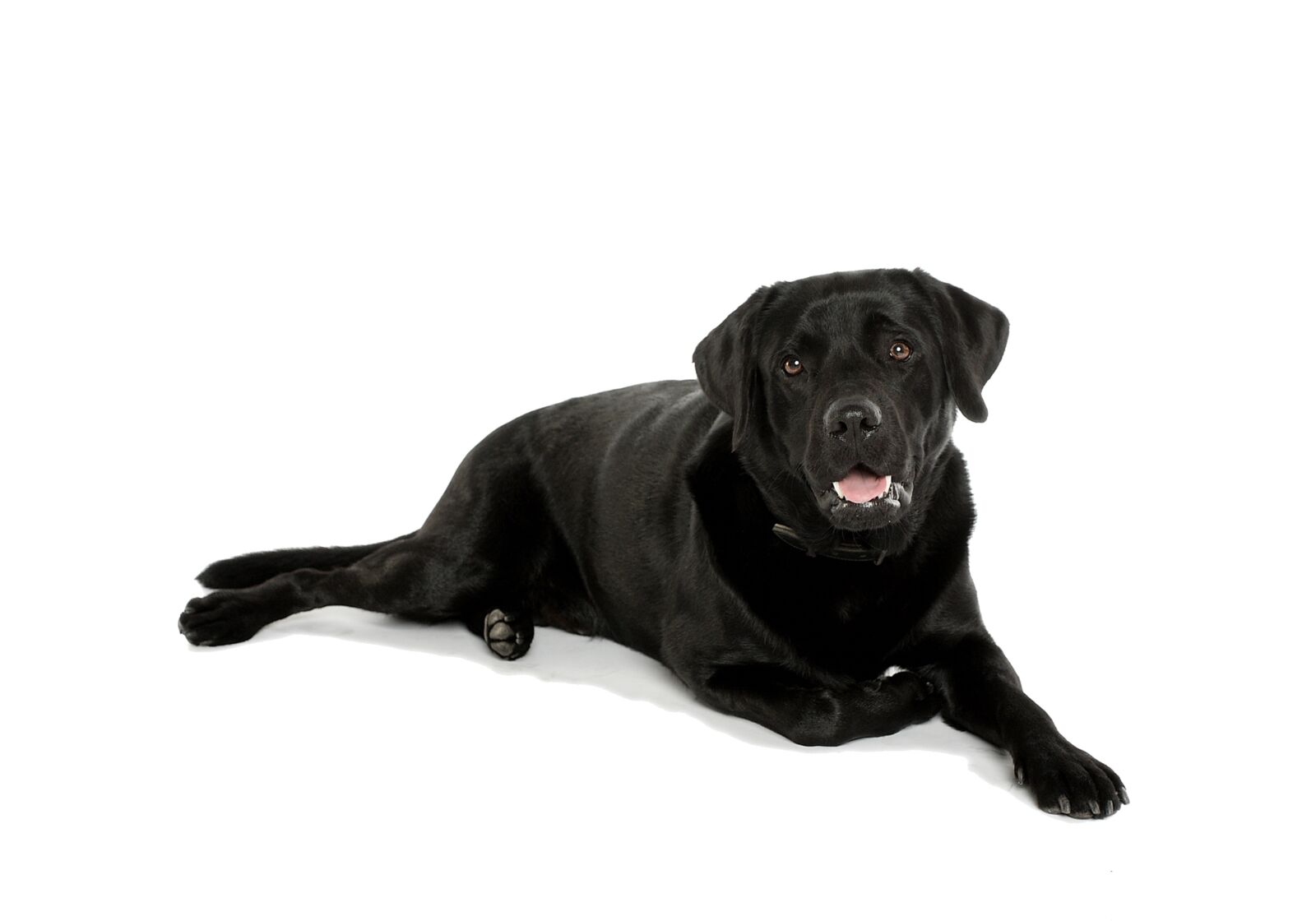 Canon EOS 40D sample photo. Dog, black, labrador photography