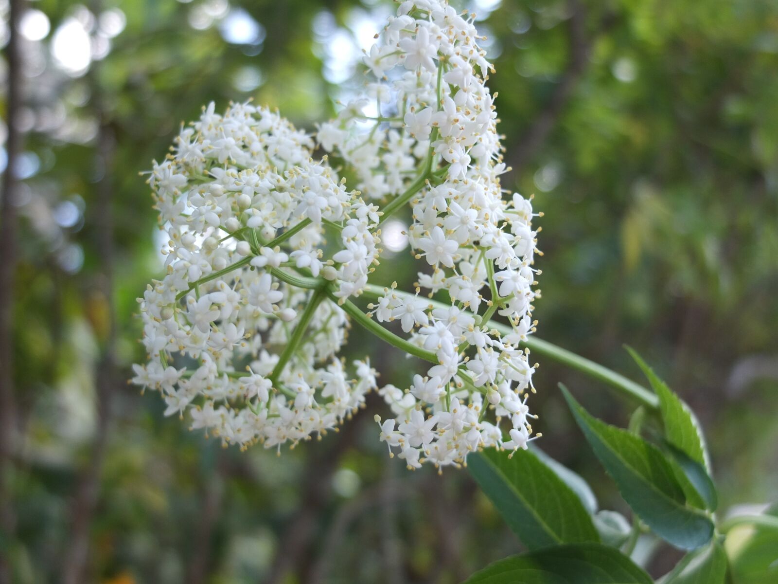 Fujifilm X10 sample photo. Flowers, day clear, a photography