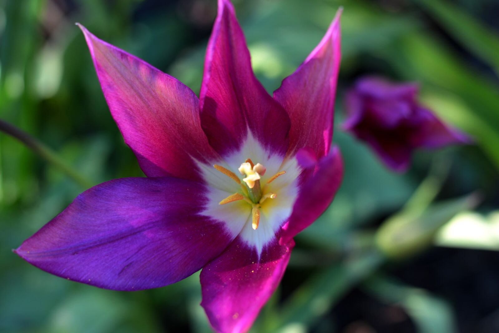 Canon EOS 7D Mark II sample photo. Tulipa purple dream, tulip photography