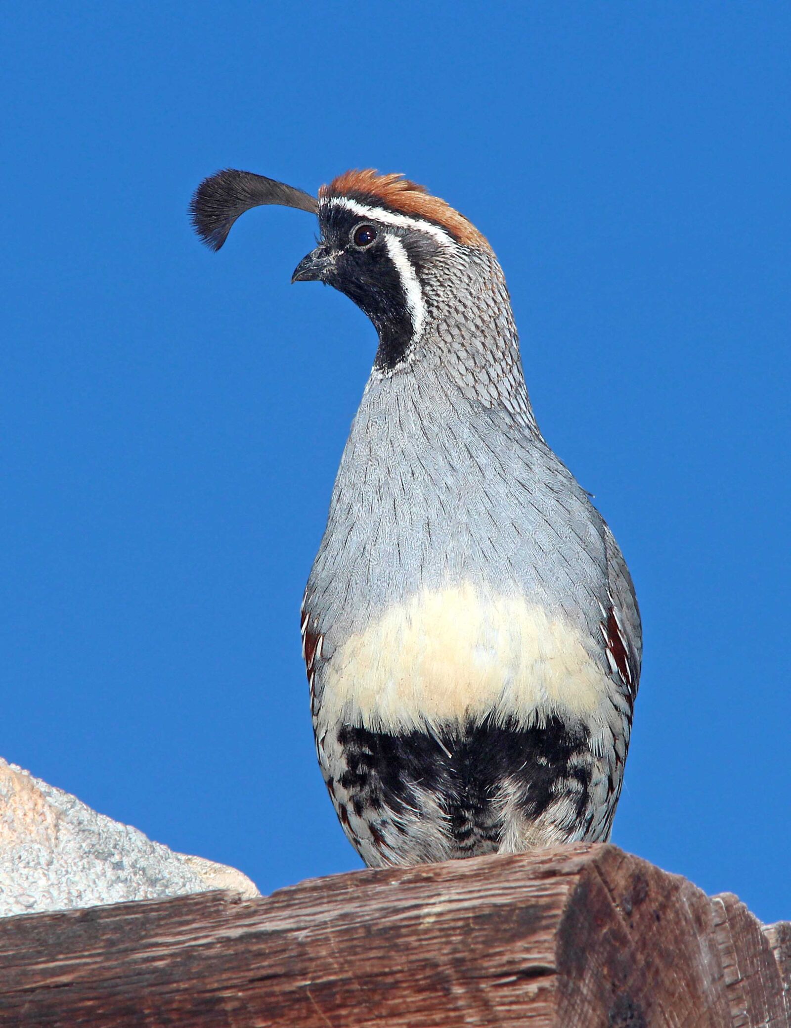 Canon EF 300mm F4L IS USM sample photo