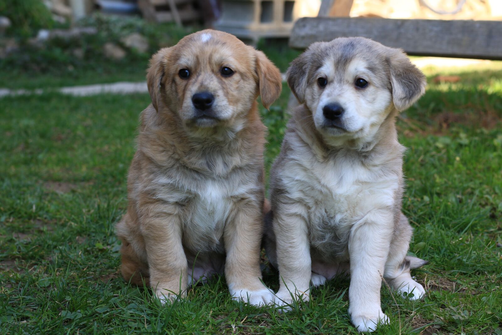 Canon EOS 7D Mark II sample photo. Dogs, puppy, sweet photography