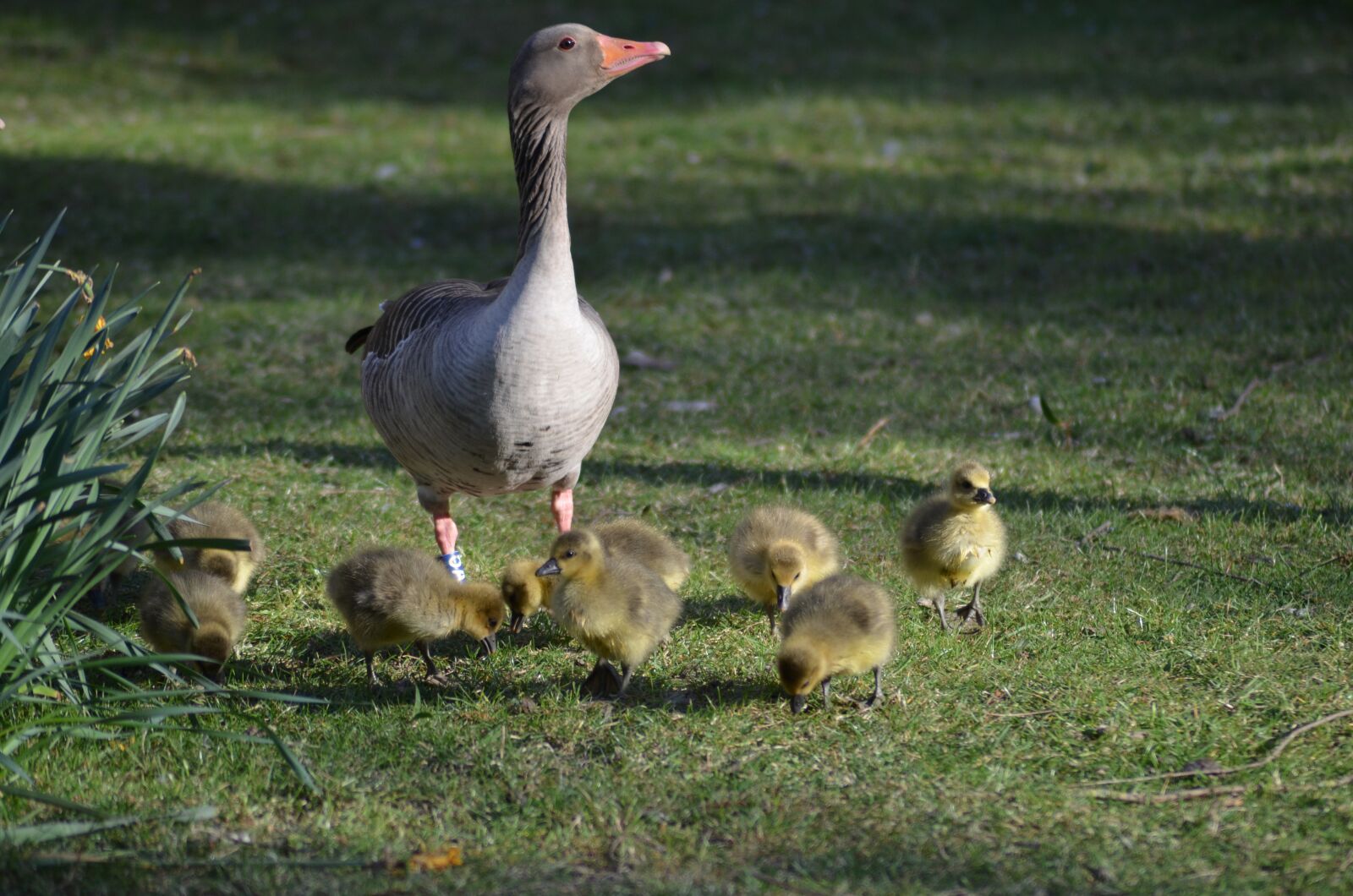 Nikon D5100 sample photo. Grey geese, grey goose photography