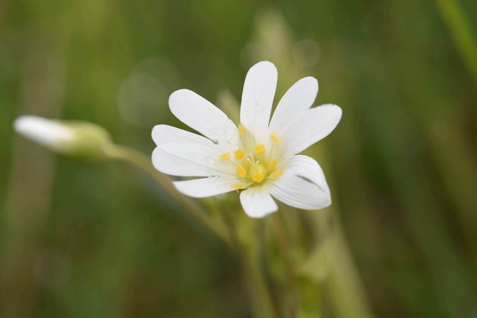 Nikon D5600 sample photo. Flower, white flower, white photography