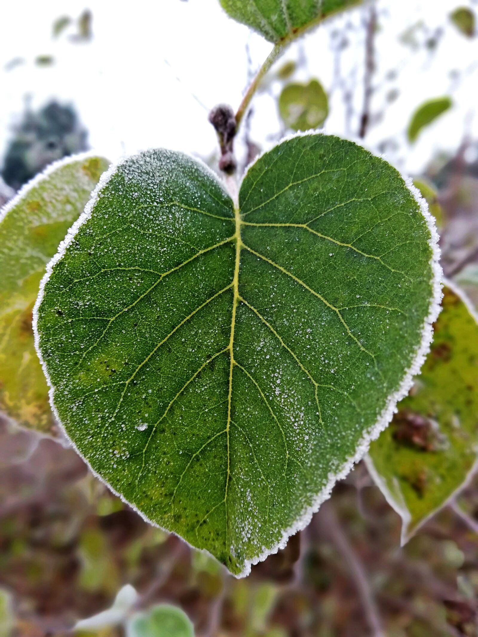 HUAWEI P20 lite sample photo. Leaf, frost, leaves photography