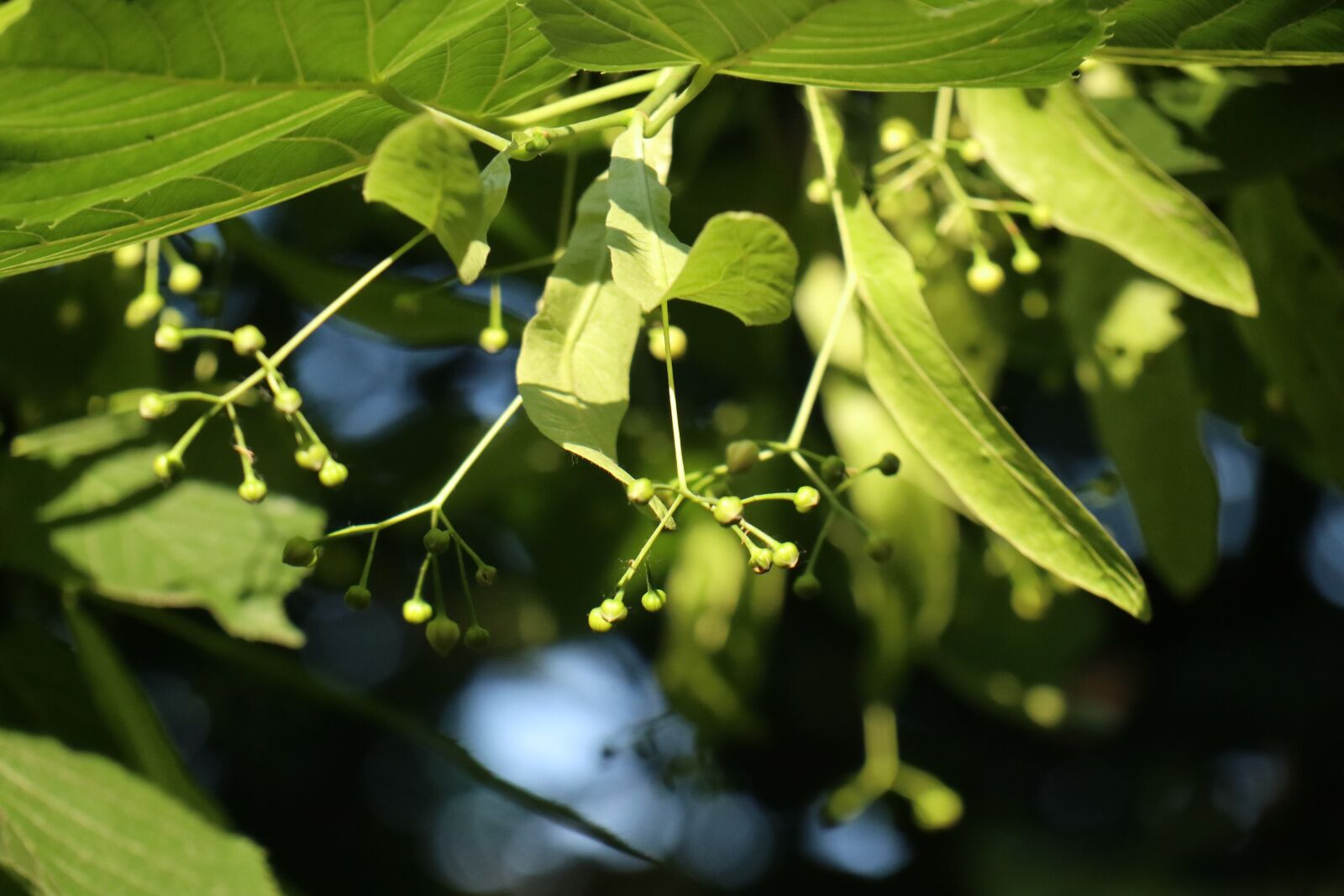 Canon EF-M 18-150mm F3.5-6.3 IS STM sample photo. Spring, lipa, foliage photography