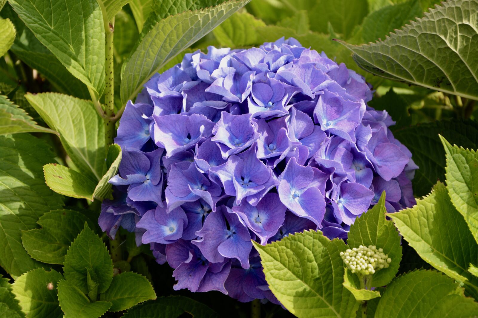 Nikon D5200 sample photo. Hydrangea, color, violet photography