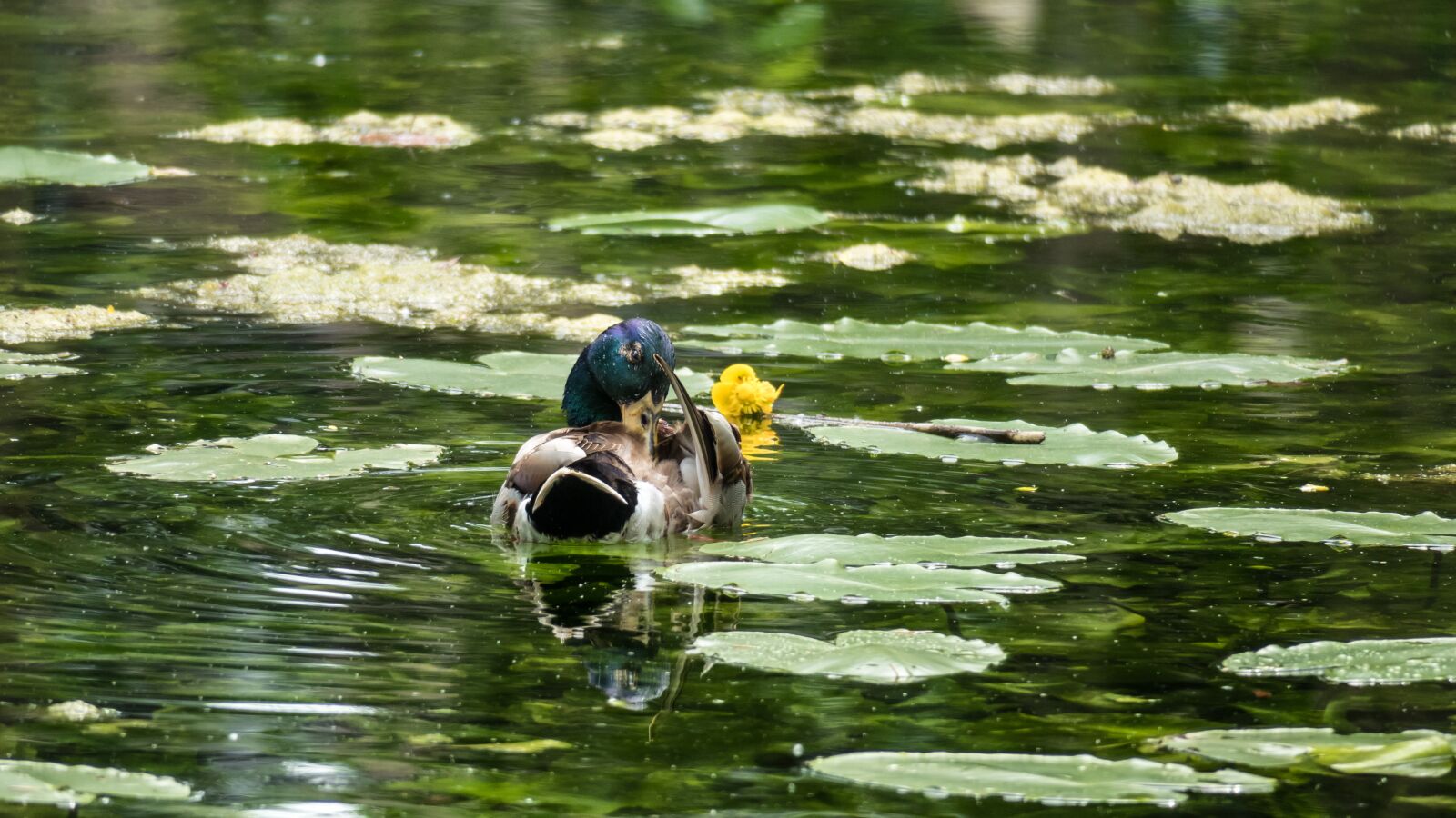 Canon PowerShot G3 X sample photo. Duck, drake, nuphar lutea photography