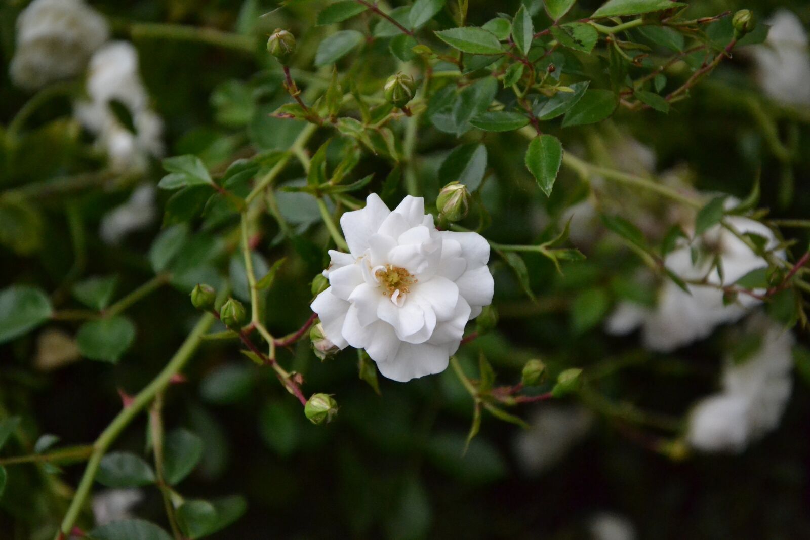 Nikon D3100 sample photo. Flower, white, green photography