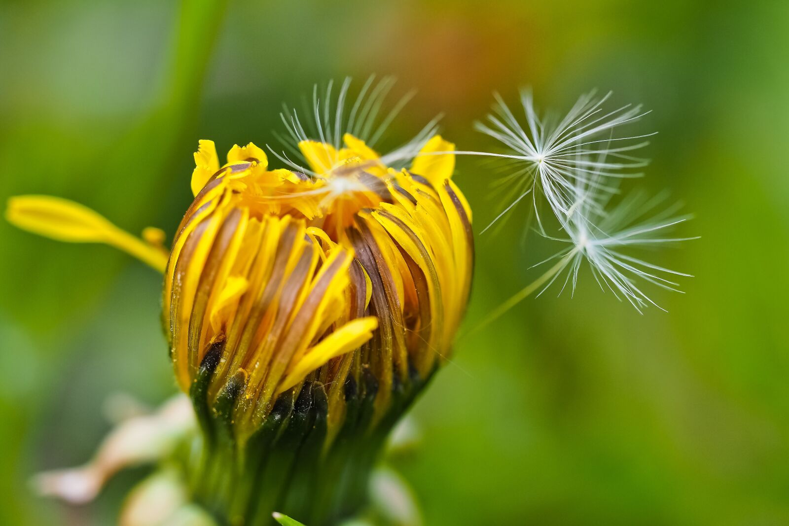 Olympus OM-D E-M10 sample photo. Dandelion, flower, blossom photography