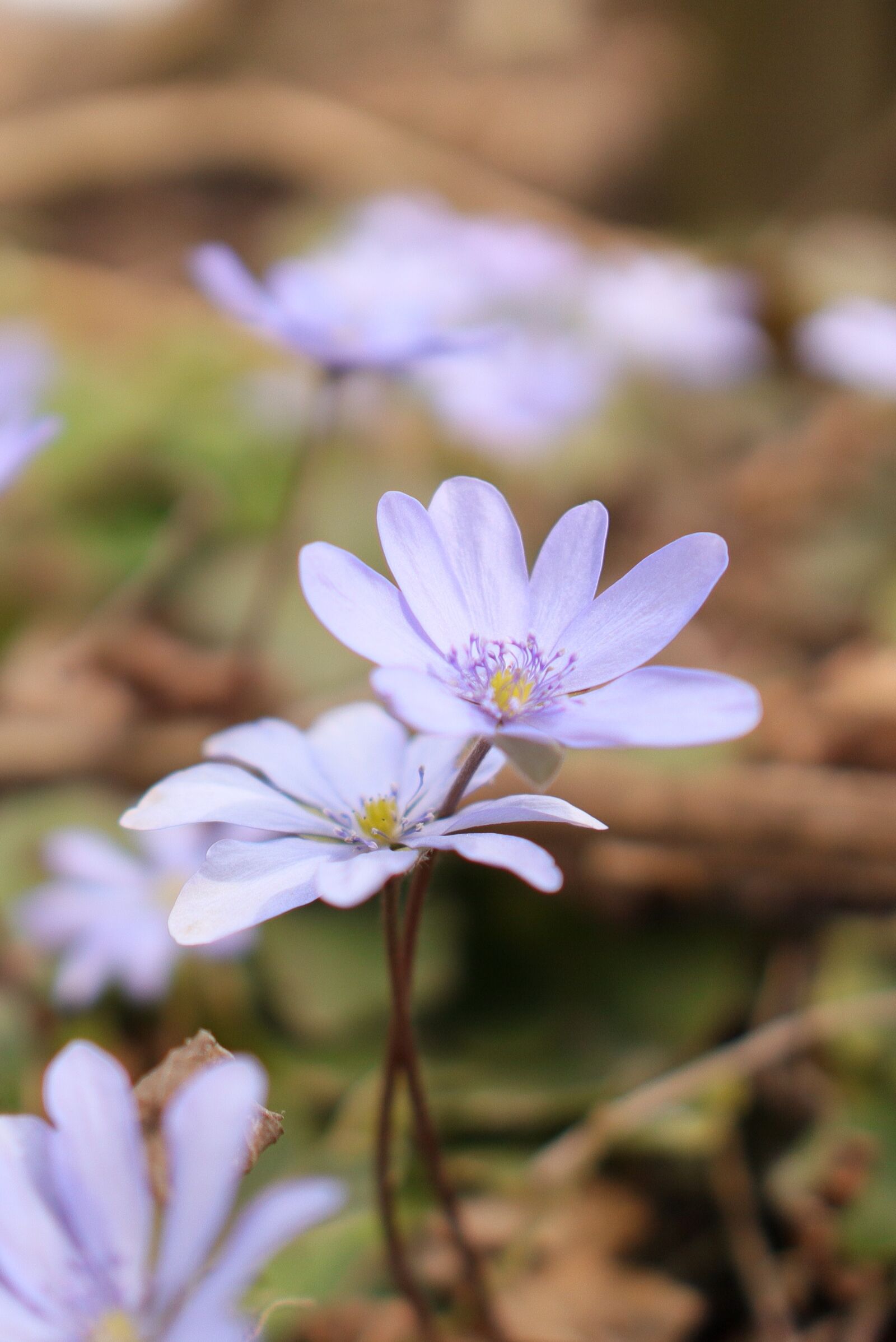 Canon EOS M50 (EOS Kiss M) sample photo
