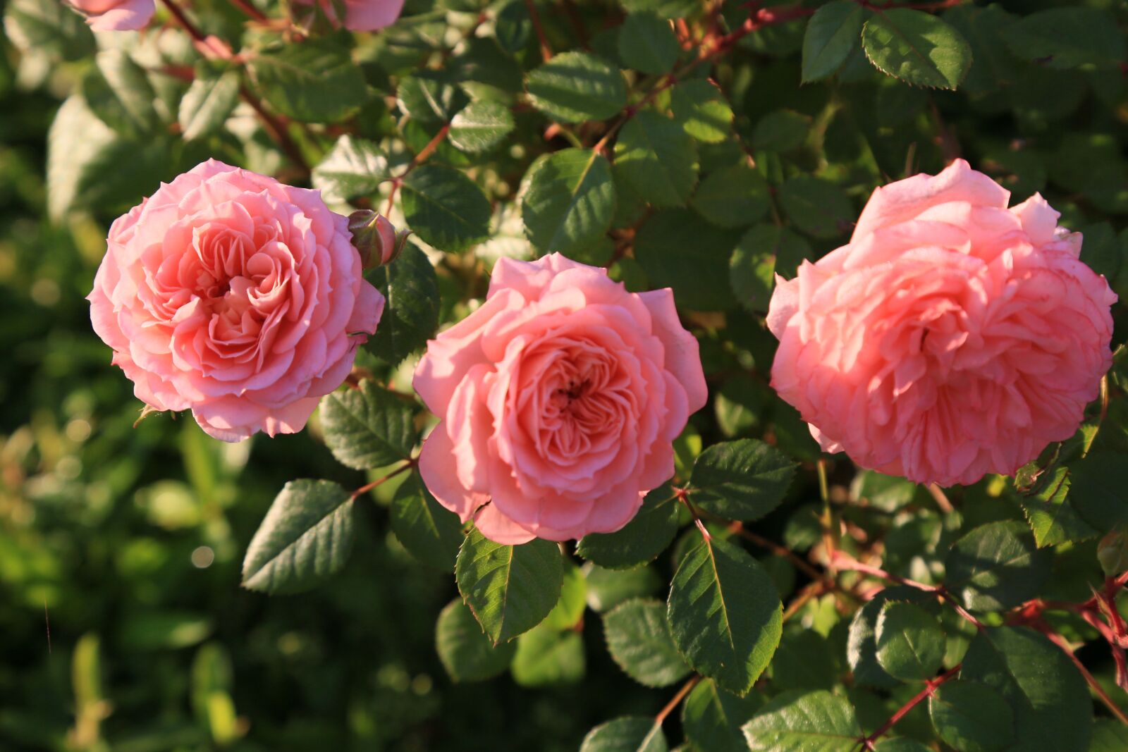 Canon EF 24-105mm F4L IS USM sample photo. Rose, roses, spring photography