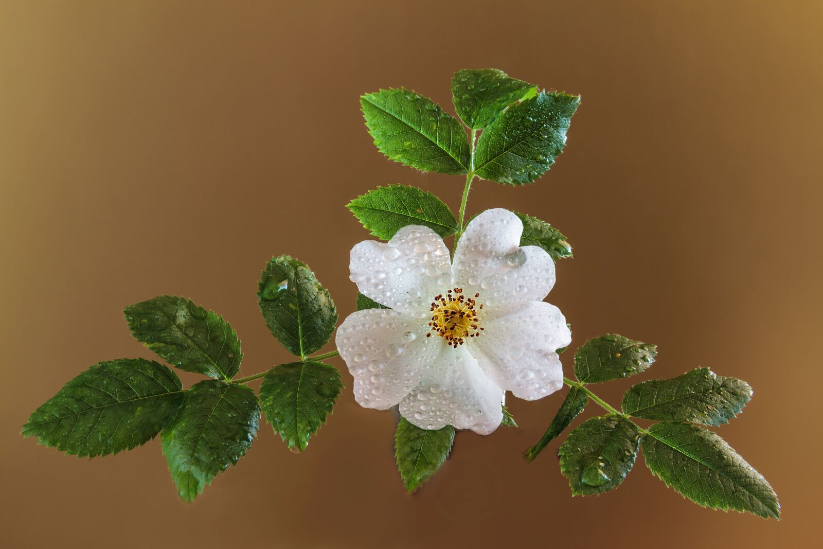 Canon EOS 7D sample photo. Flower, arrow, plant photography