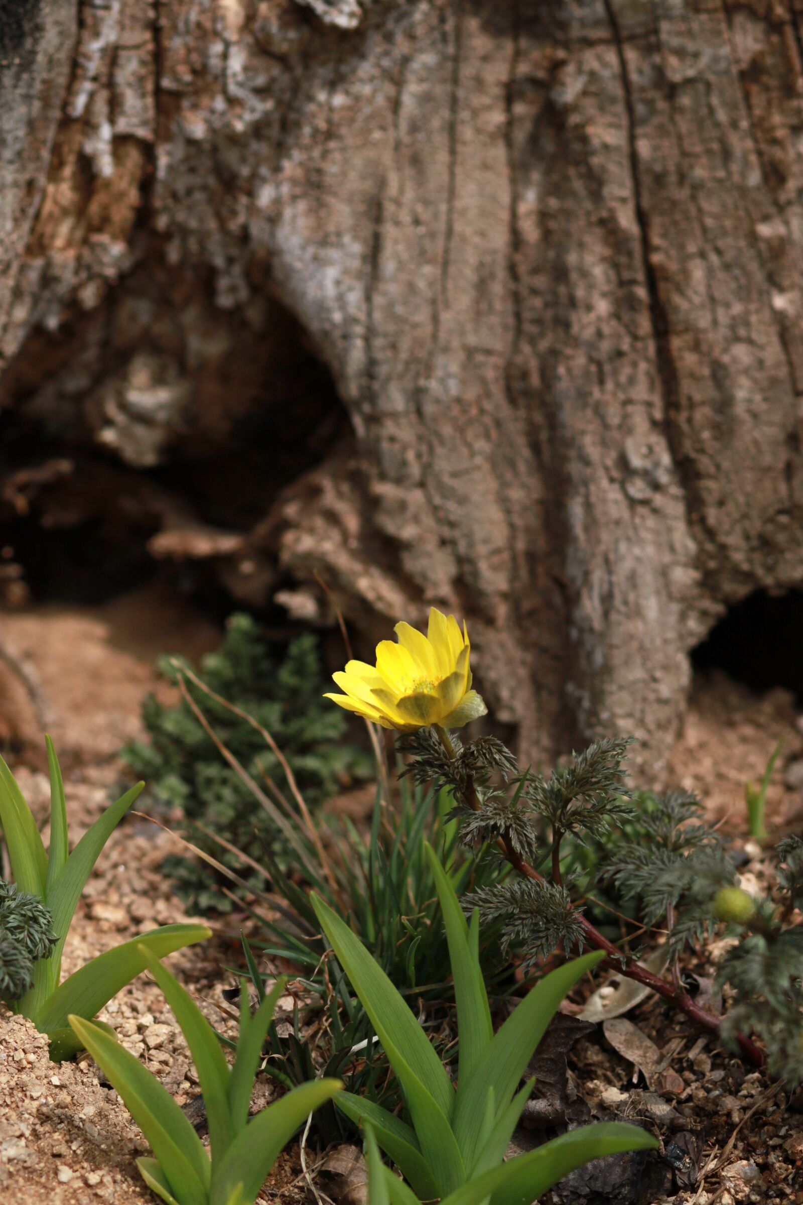 Canon EOS 500D (EOS Rebel T1i / EOS Kiss X3) sample photo. Nature, plants, season photography