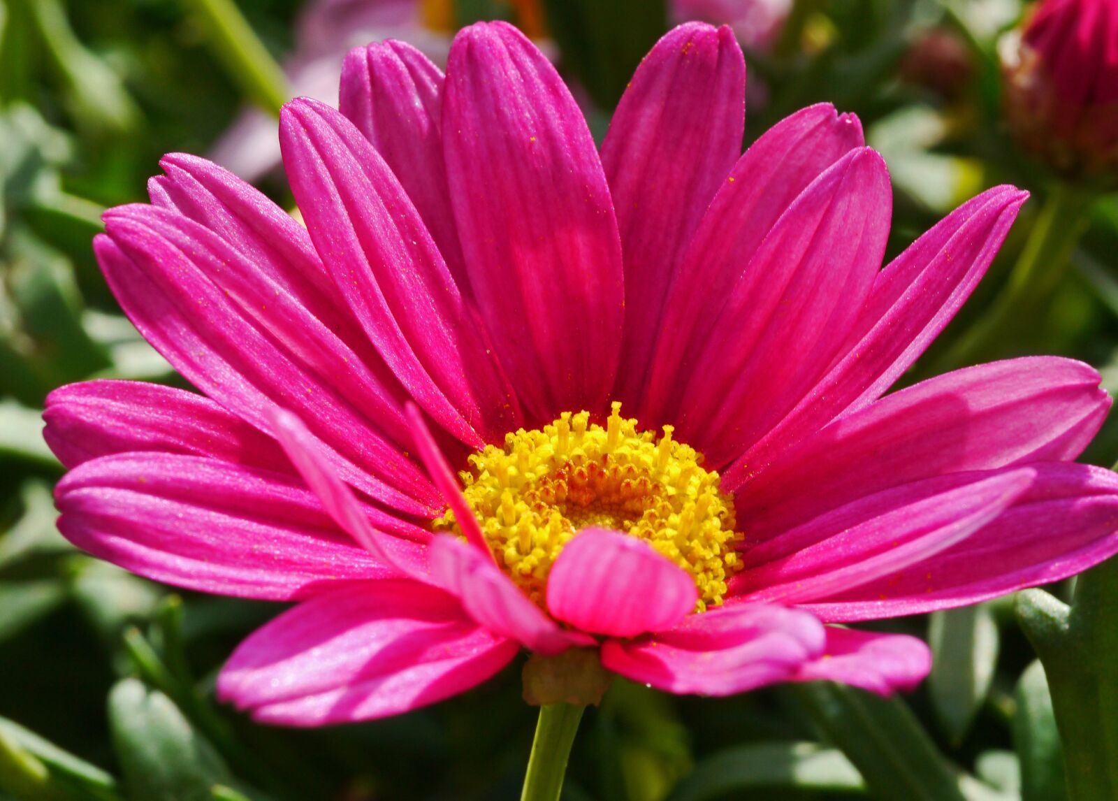 Panasonic Lumix DMC-G3 sample photo. Marguerite, early bloomer, blossom photography