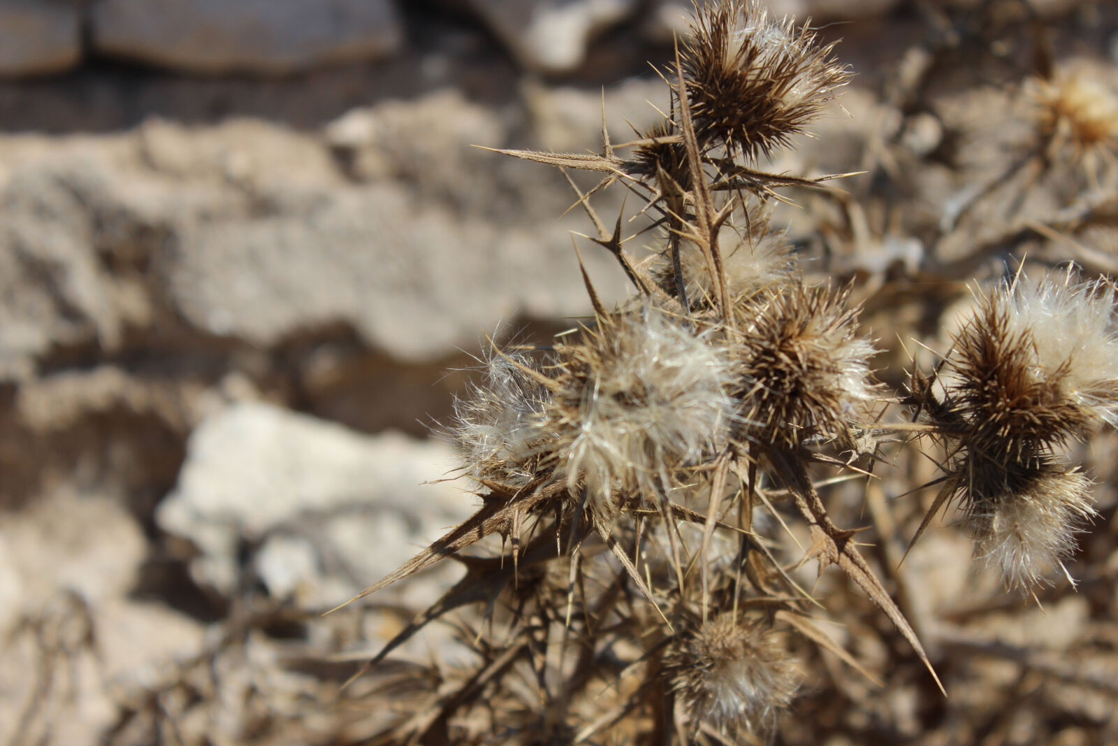 Canon EOS 600D (Rebel EOS T3i / EOS Kiss X5) sample photo. Thorn, nature, ruleofthirds, village photography