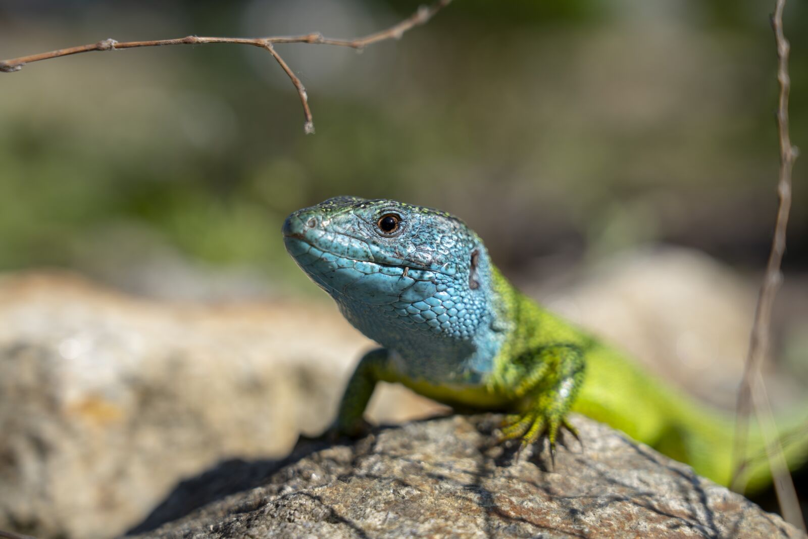 Sony a7 III sample photo. The lizard, reptile, nature photography